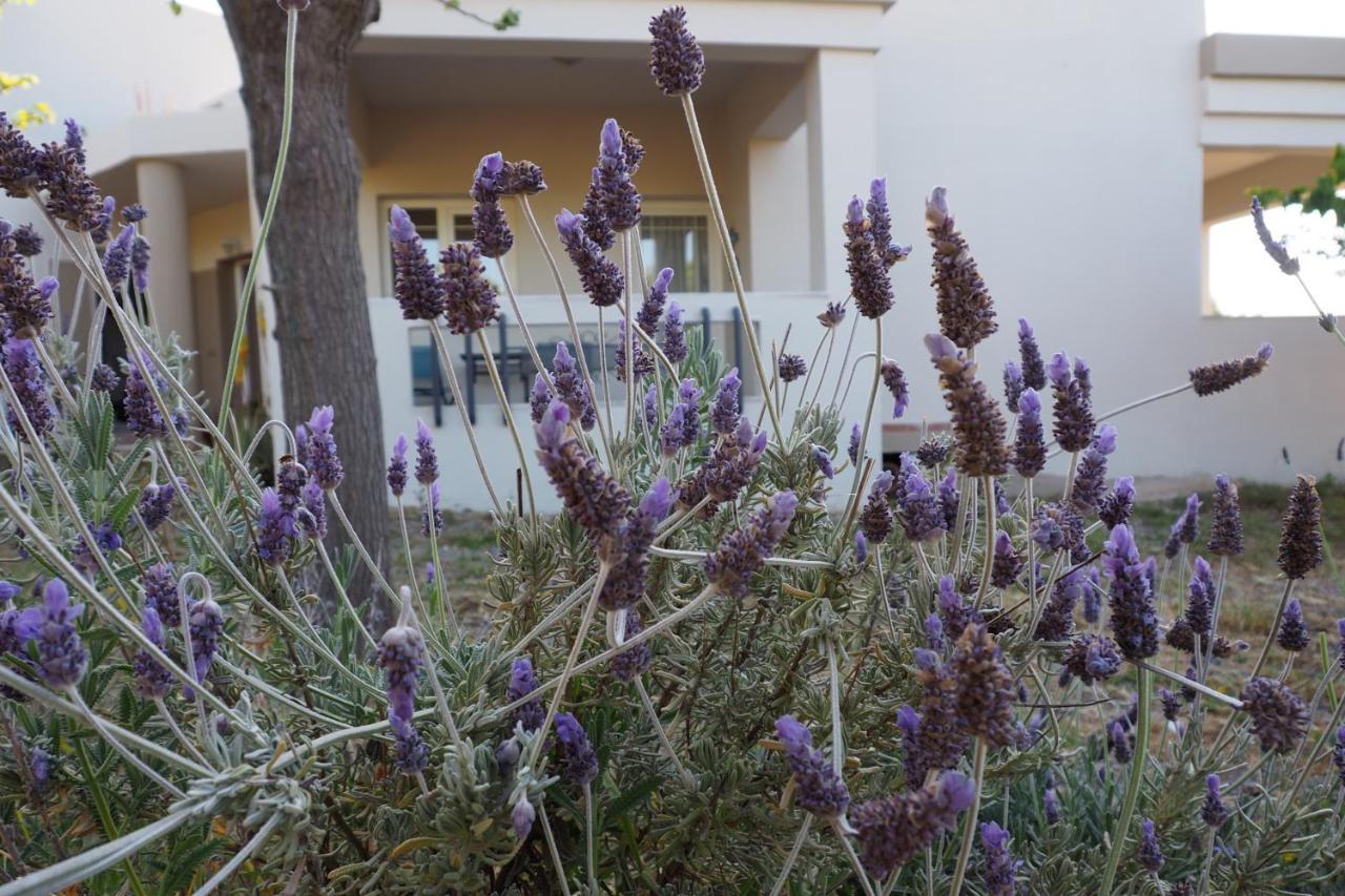 Olive House Villa Malia  Exterior photo